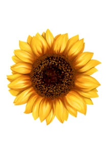 Pegatina de coche gigante XXXL 30X30 cm pegatina girasol pegatina - Imagen 1 de 1