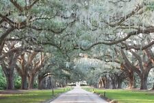 Avenue of Oaks Canvas Wall Art , Charleston Photography, Live Oaks