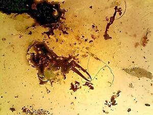 Cretaceous Burmite Ambre Fossile Rare Earwig Dermaptera Inclusion AK46 0.38g