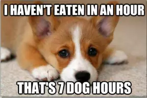 Humorous Corgie dog refrigerator magnet 3 1/2 x 4 1/2 - Picture 1 of 1