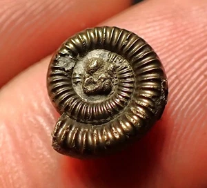 Pyrite ammonite fossil Crucilobiceras (11mm) Charmouth Jurassic Coast Fossils UK - Picture 1 of 5