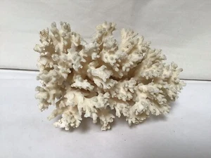 SS47 Vintage 1 Natural Very Beautiful White Coral For Gift Set of Only One - Picture 1 of 5