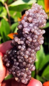 Muestra de ágata de uva púrpura Starlight calcedonia botrioidal natural 30,0 g ie3055 - Imagen 1 de 15