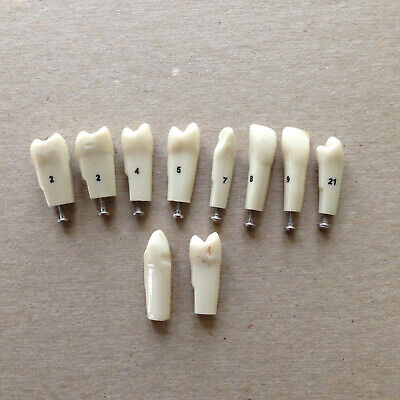 Typodont Teeth Lot Of 10 #s 2 4 5 7 8 9 21 Unumbered (2) Dental School Lab • 14.95$