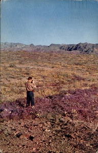 Phoenix, AZ Frühling Wildblumen Wüstenszene 1959 Maricopa County Arizona - Bild 1 von 2