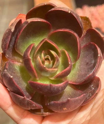 Suculentas planta viva Echeveria rojo bronceado decoración del hogar planta escritorio planta oficina Foto 1 de 4