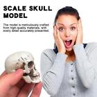 1/6 Scale Skull Model 1Pc 5cm Plastic Skull Decoration Lot Props U1 H7R8