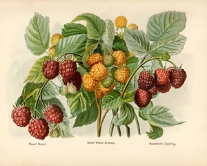 12821.Poster print.Room Wall design.Vintage garden fruit.Berries.Kitchen decor - Picture 1 of 1