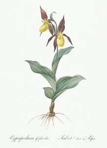 Cypripedium Calceolus Lily Les Liliacees by Pierre Joseph Redouté Print Repro - Picture 1 of 2
