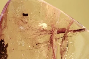 Rare MAMMALIAN HAIR Long  24mm Fossil Genuine BALTIC AMBER + HQ Pic 250304 - Picture 1 of 6