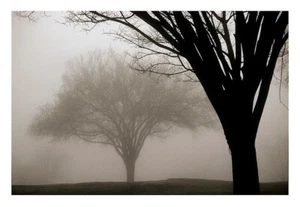 Memories of Winter by David Winston Tree Silhouettes in Fog Art Print 24x16 In - Picture 1 of 1