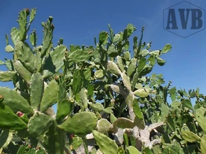 Spineless Cactus Pads ✿ 2+ lbs ✿ Reptile Food ✿ Opuntia cochenillifera 2+ pounds - Picture 1 of 12