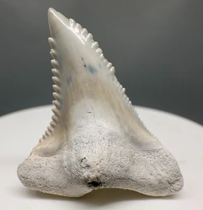 Colorful, serrated 1.38" Fossil HEMIPRISTIS SERRA Shark Tooth - Bone Valley, FL - Picture 1 of 10