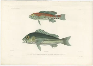 Antique Fish Print of the Serranus and Blue and Gold Snapper - Picture 1 of 1