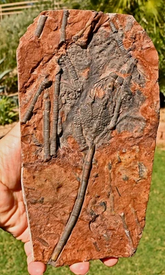 All Natural Silurian Crinoid, Scyphocrinites, Erfoud, Morocco #3 - Image 1 of 2