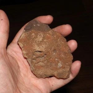 Metasequoia Pine Cone Imprint inside Sediment - Hell Creek Formation CRETACEOUS - Picture 1 of 8