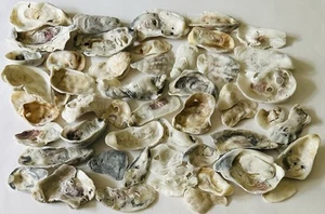 Austernmuscheln Posten 50 Kunsthandwerk Strand Hochzeit Maritim Dekor weiß gereinigt 1-3 Zoll - Bild 1 von 4