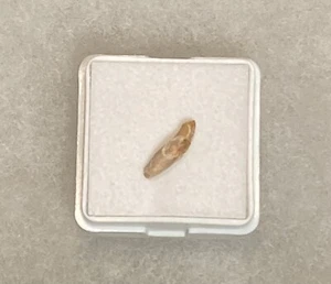 Porpoise Tooth from Shark Tooth Hill - Ernst Quarry: Bakersfield, California - Picture 1 of 3