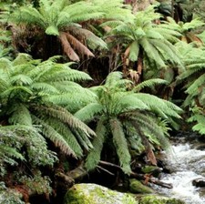 Pflanzen, Bäume & Sträucher mit mittlerem Wasserbedarf Mehrjährige