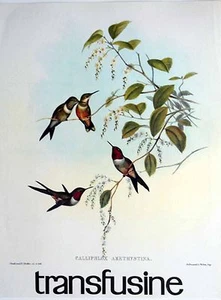 Pub Laboratoire Roland-Marie - Les Oiseaux 1 : Calliphlox Amethystina - Picture 1 of 1