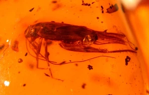 Large Male Cricket with Dwarf Spider in Dominican Amber Fossil Gemstone - Picture 1 of 15