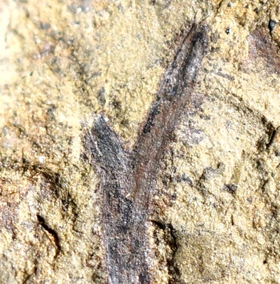 Big beautiful oldest vascular fossil land plant silurian branched Cooksonia - Image 1 of 4
