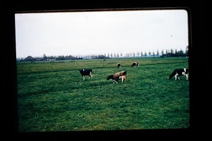 Red Border Kodachrome 35mm Slide Pasture with Grazing Cows Rural Landscape - Picture 1 of 1