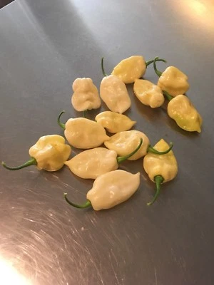 15 RARE WHITE BHUT JOLOKIA GHOST PEPPER SEEDS HOT  2024  - RARE & UNIQUE PEPPER - Image 1 of 4