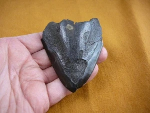 (sp200-109) 3-3/8" Shark Tooth teeth MEGALODON partial fragment fossil Extinct - Picture 1 of 2