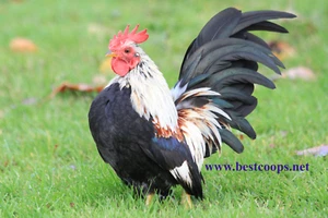 6+ Fertile Show Quality Serama Hatching Eggs - Picture 1 of 13