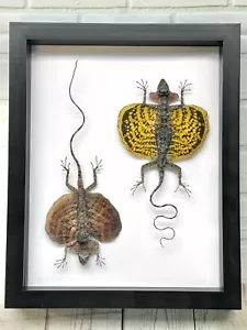 Bearded Flying Dragon Lizard Pair (Draco haematopogon) Deep Shadow Frame Display - Foto 1 di 2