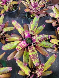 Beomeliad Wine And Gold Exotic - Picture 1 of 3