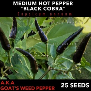 Black Cobra Medium Hot Pepper, Chillie, Capsicum annuum x 25 Seeds - Picture 1 of 10