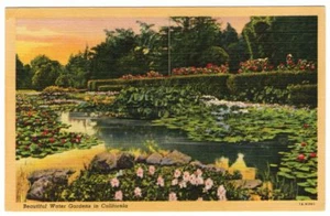 Undated Unused Postcard Beautiful Water Gardens in California CA - Picture 1 of 2