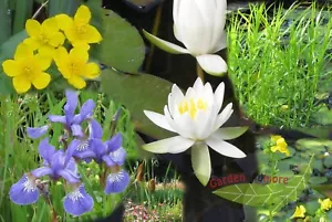 Staudensortiment kleiner Gartenteich 1 weiße Zwerg Seerose und 5 Wasserpflanzen - Bild 1 von 1
