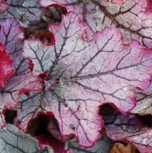 heuchera SPELLBOUND purple pink big coral bell 2.5" pot = 1 Live Potted Plant - Picture 1 of 2