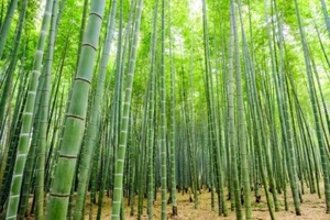1000 semi Pianta Bambù Gigante Moso Phyllostachys Edulis Pubescens bamboo - Foto 1 di 4
