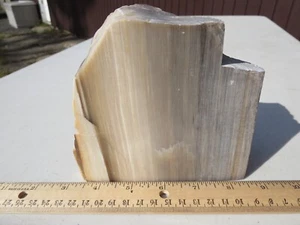 680  FACE POLISHED PETRIFIED WOOD. BEAUTIFUL GRAIN, 2.7#.  EX OLD TIME ROCK SHOP - Picture 1 of 5