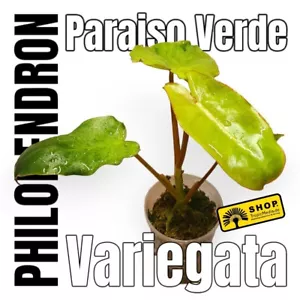 Philodendron Paraiso Verde Young Plant. - Picture 1 of 6