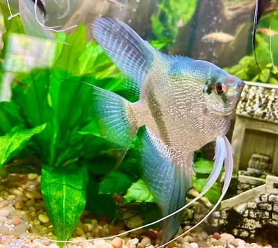 PH Blue Angelfish (Zebra/Stripped) Quarter+, 2-3 inches - Image 1 of 4