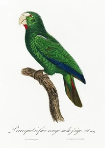 Plate No. 109 Cuban Amazon History of Parrots by Francois Levaillant Repro - Picture 1 of 2