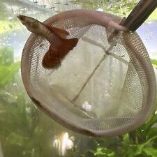 15 live guppy fry Dragon And Snowflake Live Guppy fish usa seller Red,Blue,green
