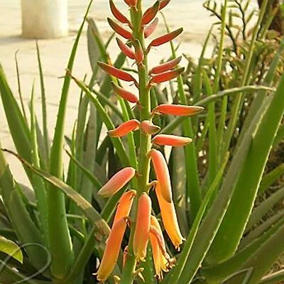 Aloe Vera Barbadensis Orange Flower Ayurvedic Plant Bareroot Health Beneficial - Image 1 of 4
