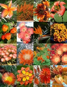 MEZCLA DE PLANTAS DE FLORES DE NARANJA árbol de jardín exótico fragante flor de bonsái semilla 15 semillas - Imagen 1 de 1