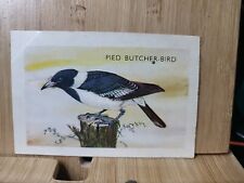 Shell Project Cards BIRDS🏆#123 PIED BUTCHER BIRD 1960's Card
