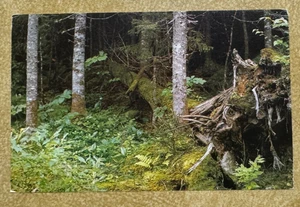 Postcard ~ Foret de Quebec ~ MAILED in 1986 with Stamp - Picture 1 of 2