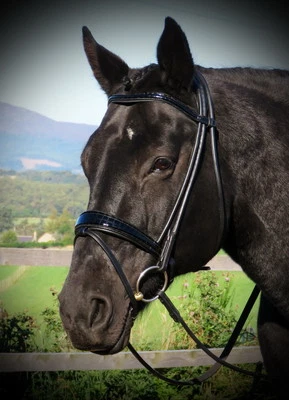 FSS MOCK CROC JET BLACK Волнистая СВЕРНУТАЯ Комфортная ЗАПАТЕНТОВАННАЯ ГЛЯНЦЕВАЯ Квадратная Набухающая Уздечка - Изображение 1 из 4