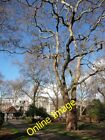 Photo 6X4 Plane, Lincoln's Inn Fields London One Of Many Fine Mature Plan C2012