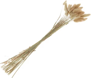 Lagurus, Approx 25g, Approx 35-45 Stems, L Approx 50-60cm - Picture 1 of 12