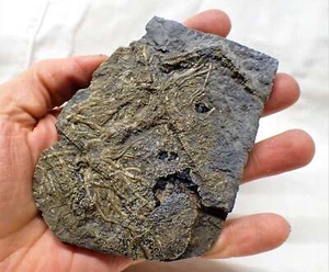 Detailed crinoid fossil in shale 125mm sea lily Pentacrinites Jurassic Coast UK - Picture 1 of 9